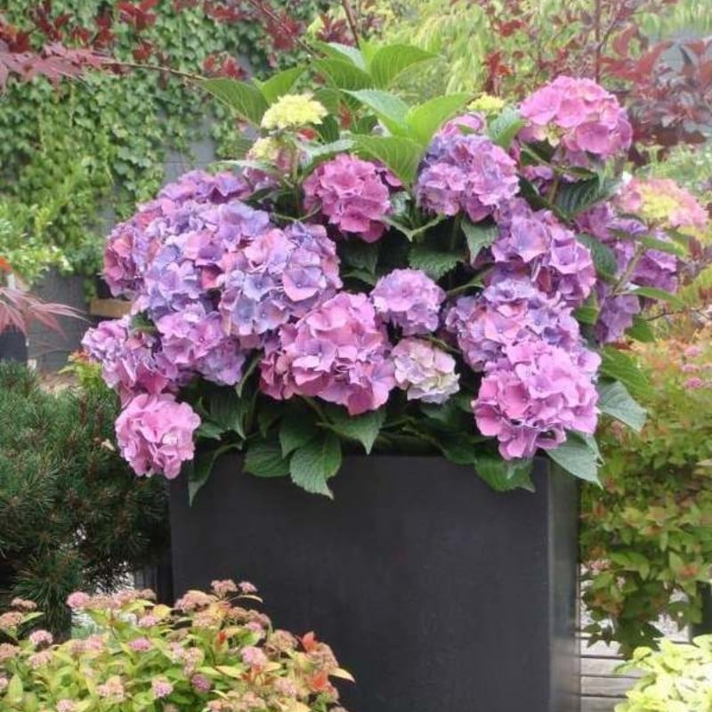 Artificial Hydrangea Flowers For Outdoors💐