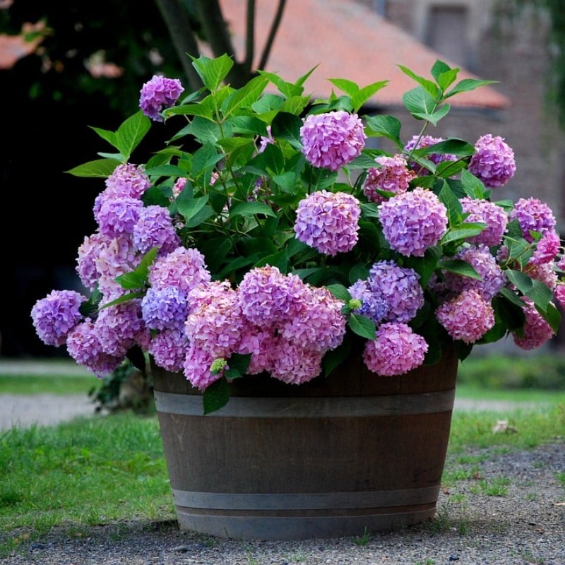 Artificial Hydrangea Flowers For Outdoors💐