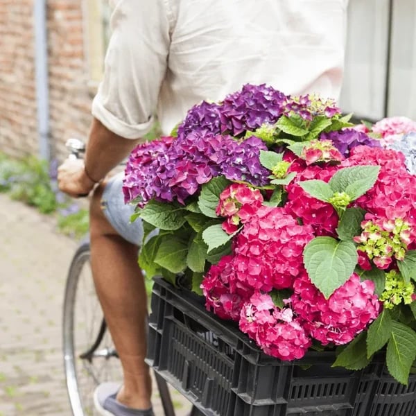 Artificial Hydrangea Flowers For Outdoors💐