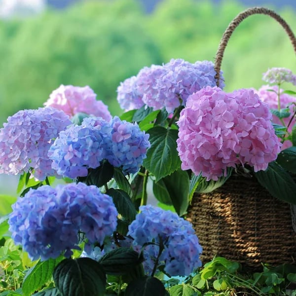 Artificial Hydrangea Flowers For Outdoors💐